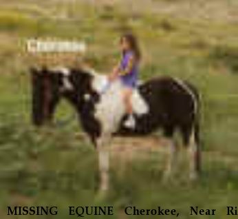 MISSING EQUINE Cherokee, Near Rio Blanco, CO, 00000